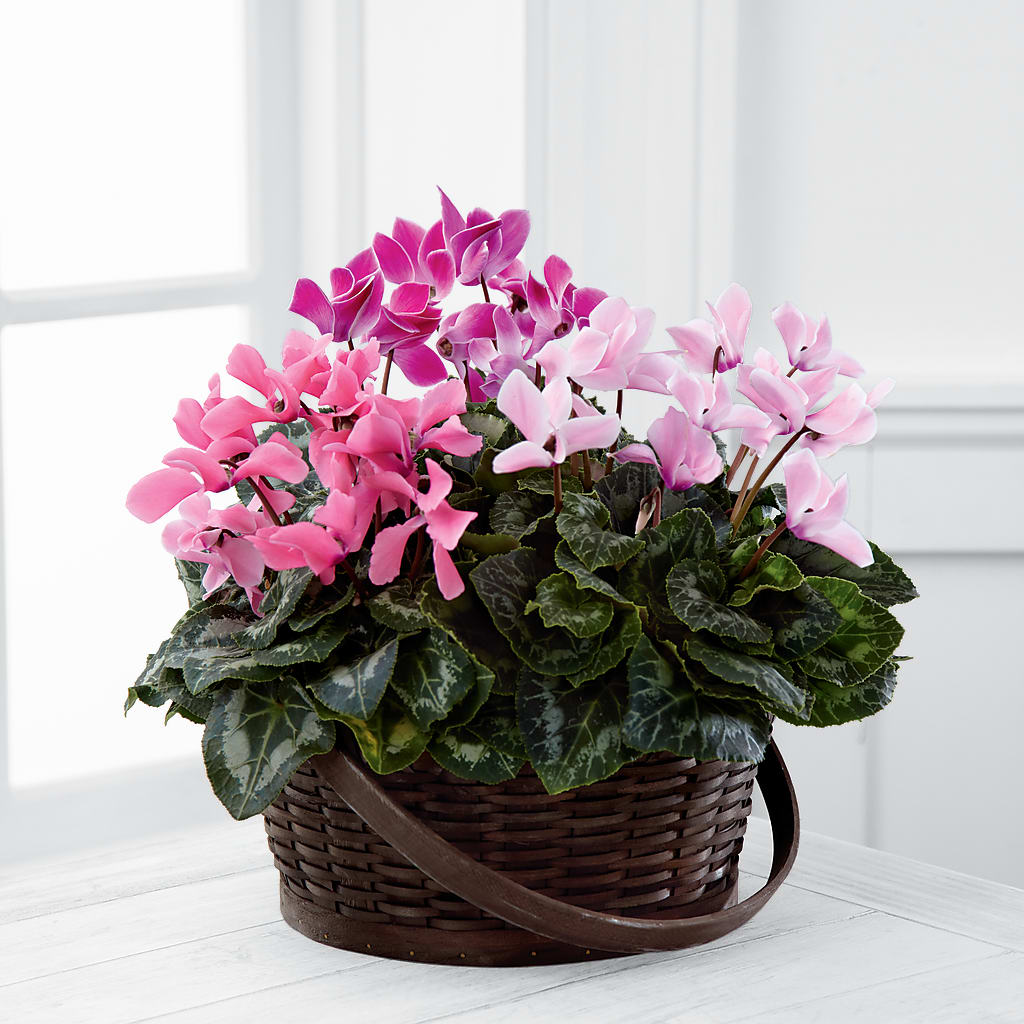 Mixed Cyclamen Planter – Floristo Bermeo Ii, Big Lake MN