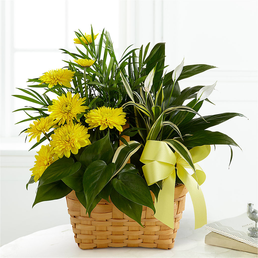 Loving Light Dishgarden – Floristo Bermeo Ii, Big Lake MN