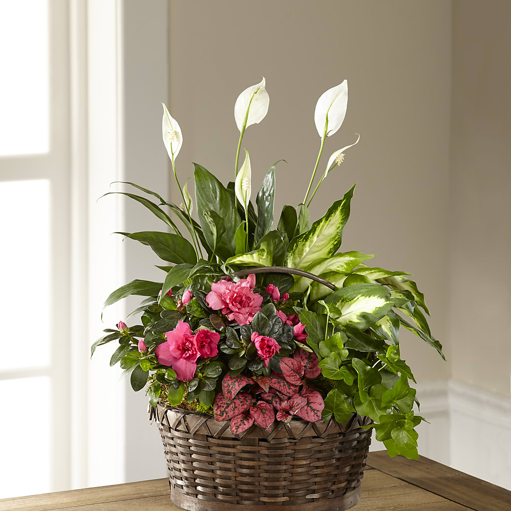 Dream in Pink Dishgarden – Floristo Bermeo Ii, Big Lake MN