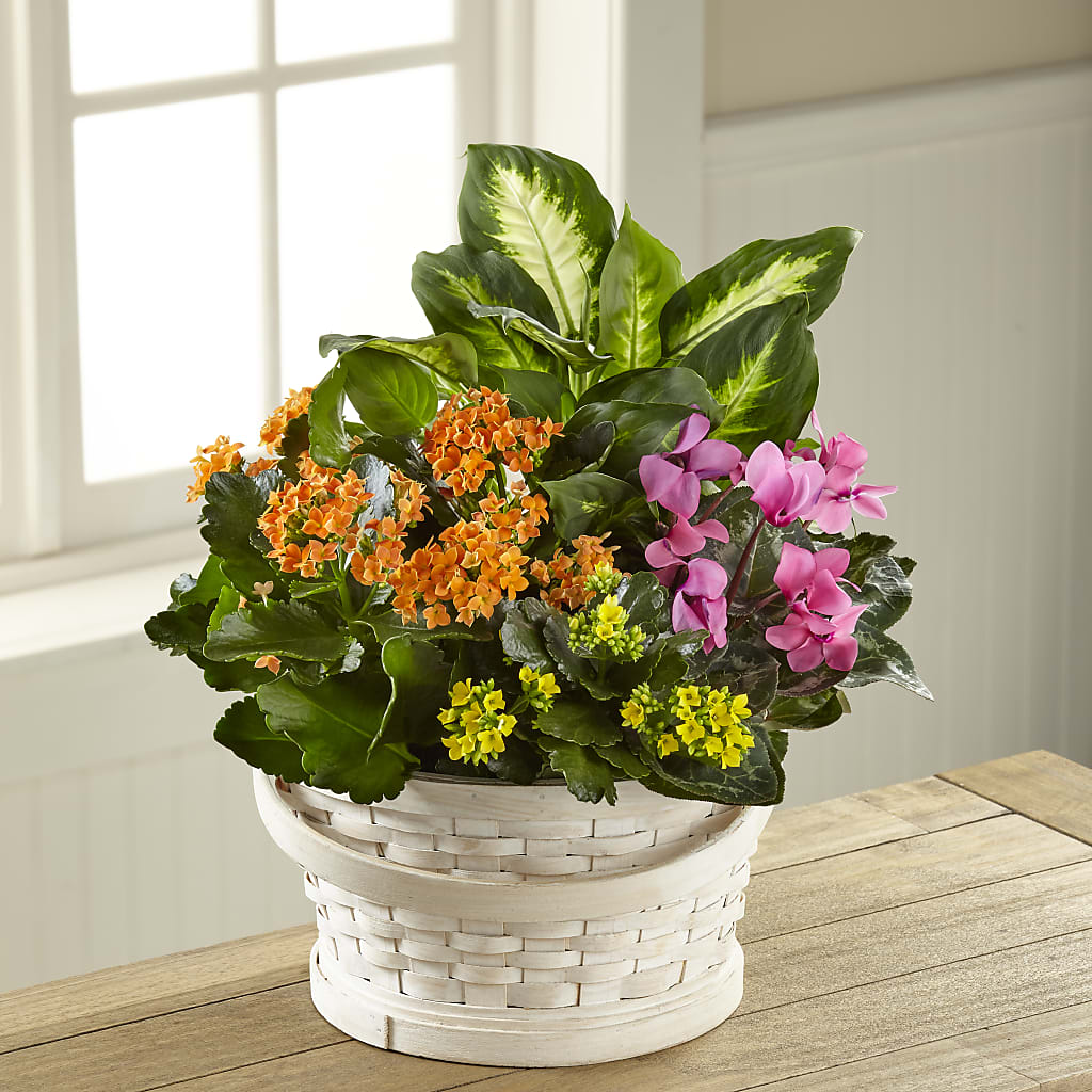 Color Crush Dishgarden – Floristo Bermeo Ii, Big Lake MN