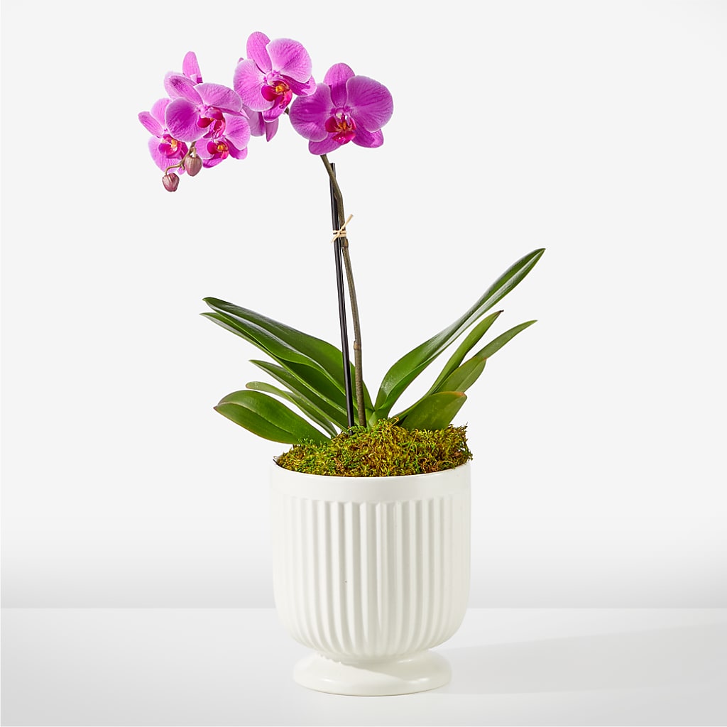 Friendly Fuchsia Orchid – Floristo Bermeo Ii, Big Lake MN