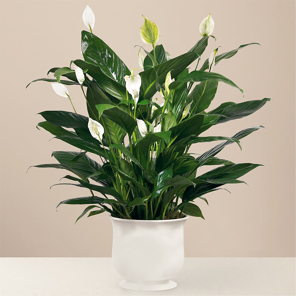 Comfort Planter – Floristo Bermeo Ii, Big Lake MN