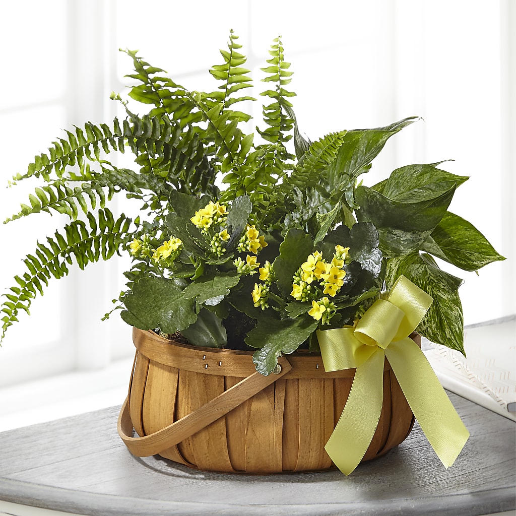 Always Dear Dishgarden – Floristo Bermeo Ii, Big Lake MN