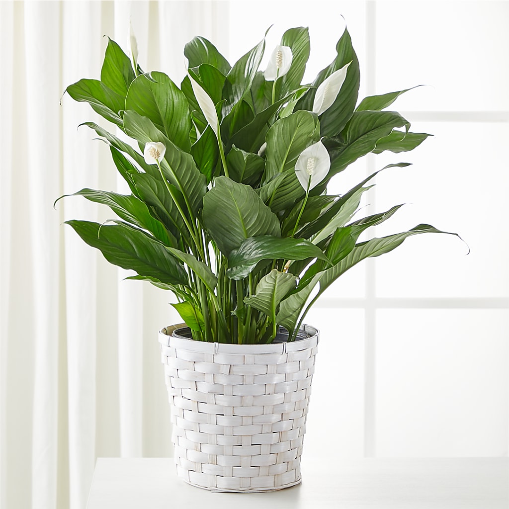 A New Leaf Peace Lily – Floristo Bermeo Ii, Big Lake MN