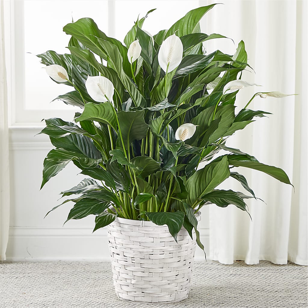 A New Leaf Peace Lily – Floristo Bermeo Ii, Big Lake MN