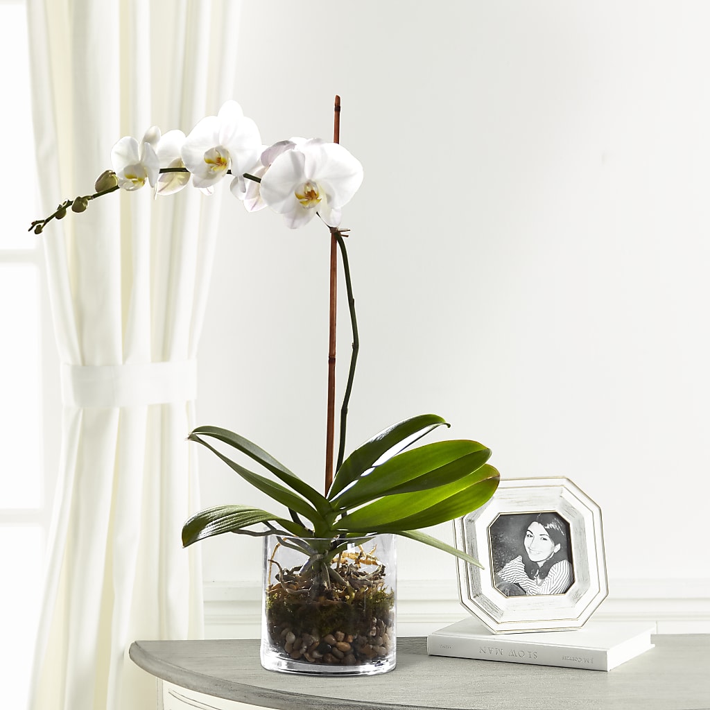 White Orchid Planter – Floristo Bermeo Ii, Big Lake MN