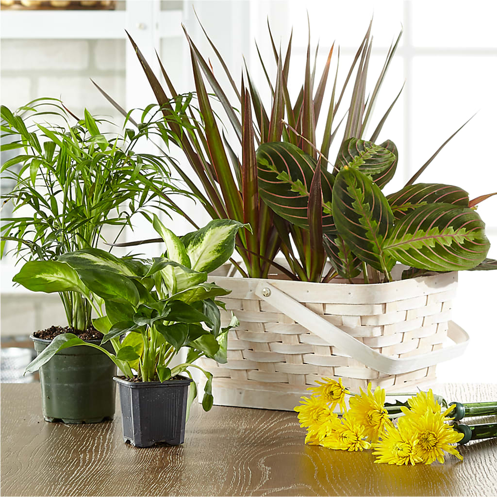 Florist Designed Blooming and Green Plants in a Basket –  Floristo Bermeo Ii, Big Lake MN