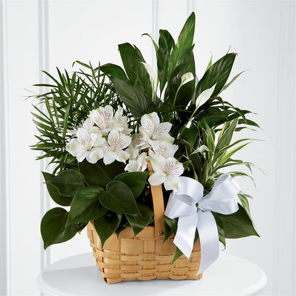 Peace & Serenity Dishgarden –  Floristo Bermeo Ii, Big Lake MN