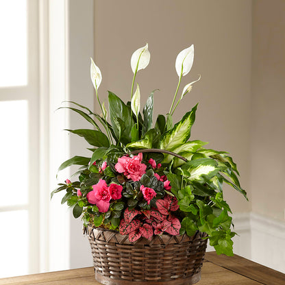 Dream in Pink Dishgarden –  Floristo Bermeo Ii, Big Lake MN