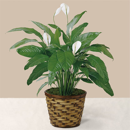 Tranquil Moments Peace Lily Plant –  Floristo Bermeo Ii, Big Lake MN