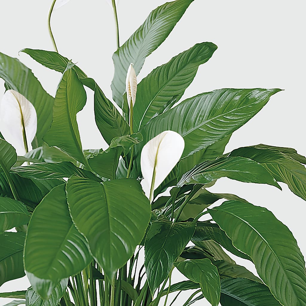 Tranquil Moments Peace Lily Plant –  Floristo Bermeo Ii, Big Lake MN