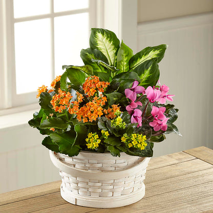 Color Crush Dishgarden –  Floristo Bermeo Ii, Big Lake MN