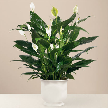 Comfort Planter –  Floristo Bermeo Ii, Big Lake MN
