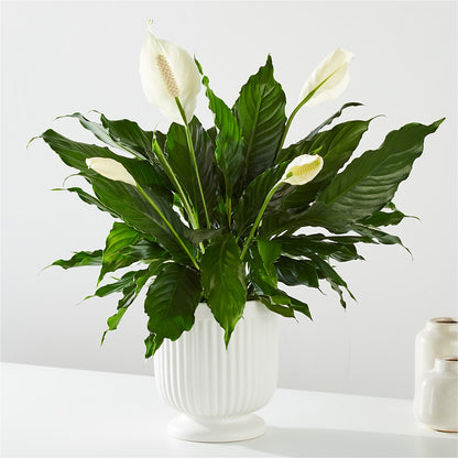 Comfort Planter –  Floristo Bermeo Ii, Big Lake MN