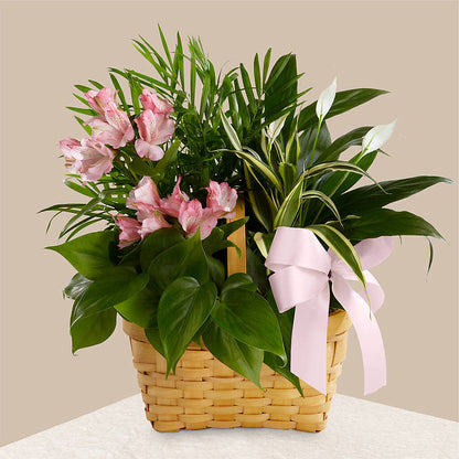 Living Spirit Dishgarden –  Floristo Bermeo Ii, Big Lake MN