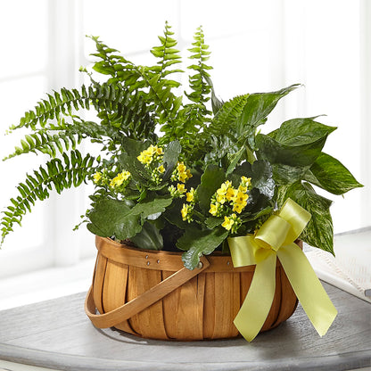 Always Dear Dishgarden –  Floristo Bermeo Ii, Big Lake MN