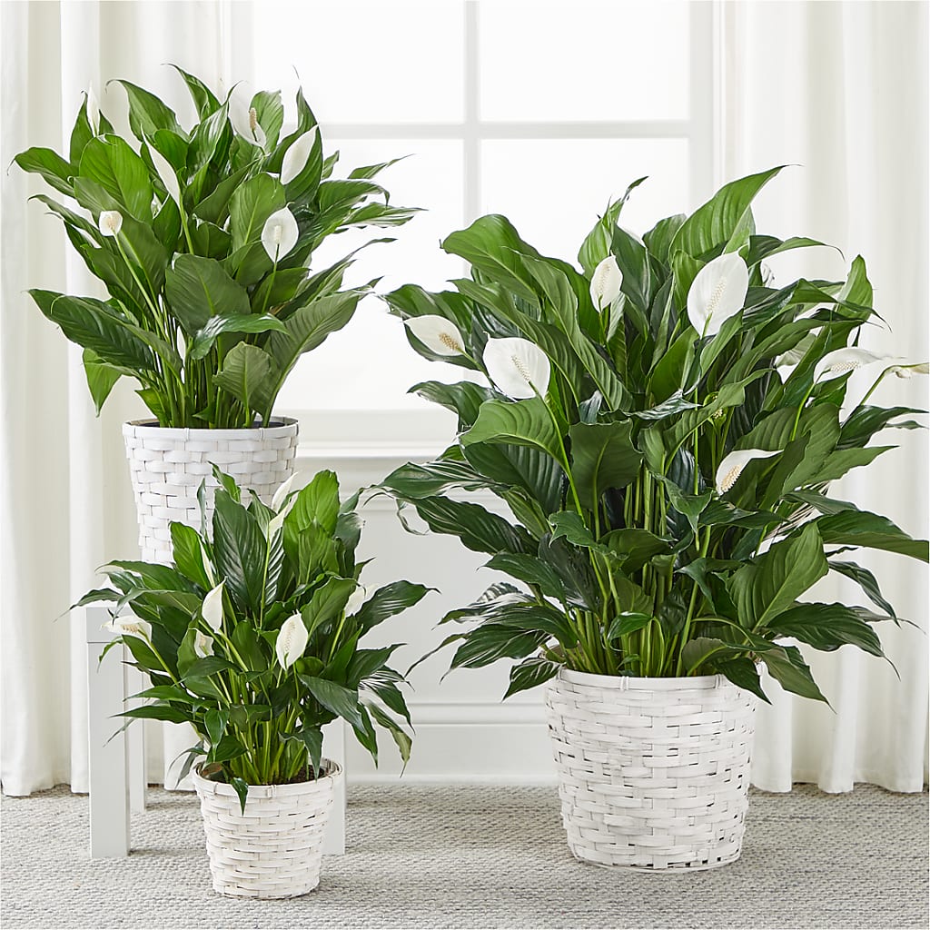 A New Leaf Peace Lily –  Floristo Bermeo Ii, Big Lake MN