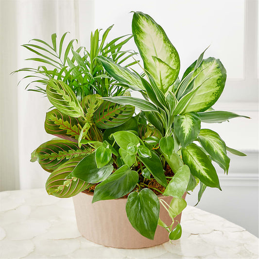 Balance & Harmony Dishgarden –  Floristo Bermeo Ii, Big Lake MN