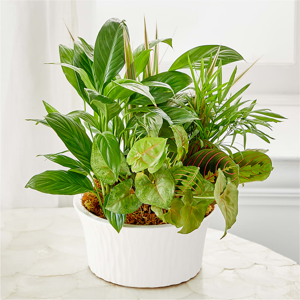 Balance & Harmony Dishgarden –  Floristo Bermeo Ii, Big Lake MN