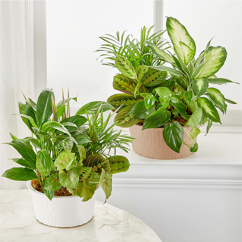 Balance & Harmony Dishgarden –  Floristo Bermeo Ii, Big Lake MN