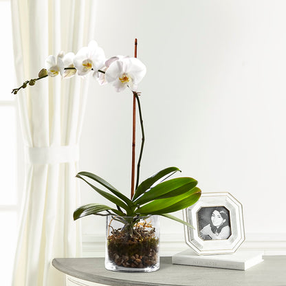 White Orchid Planter –  Floristo Bermeo Ii, Big Lake MN