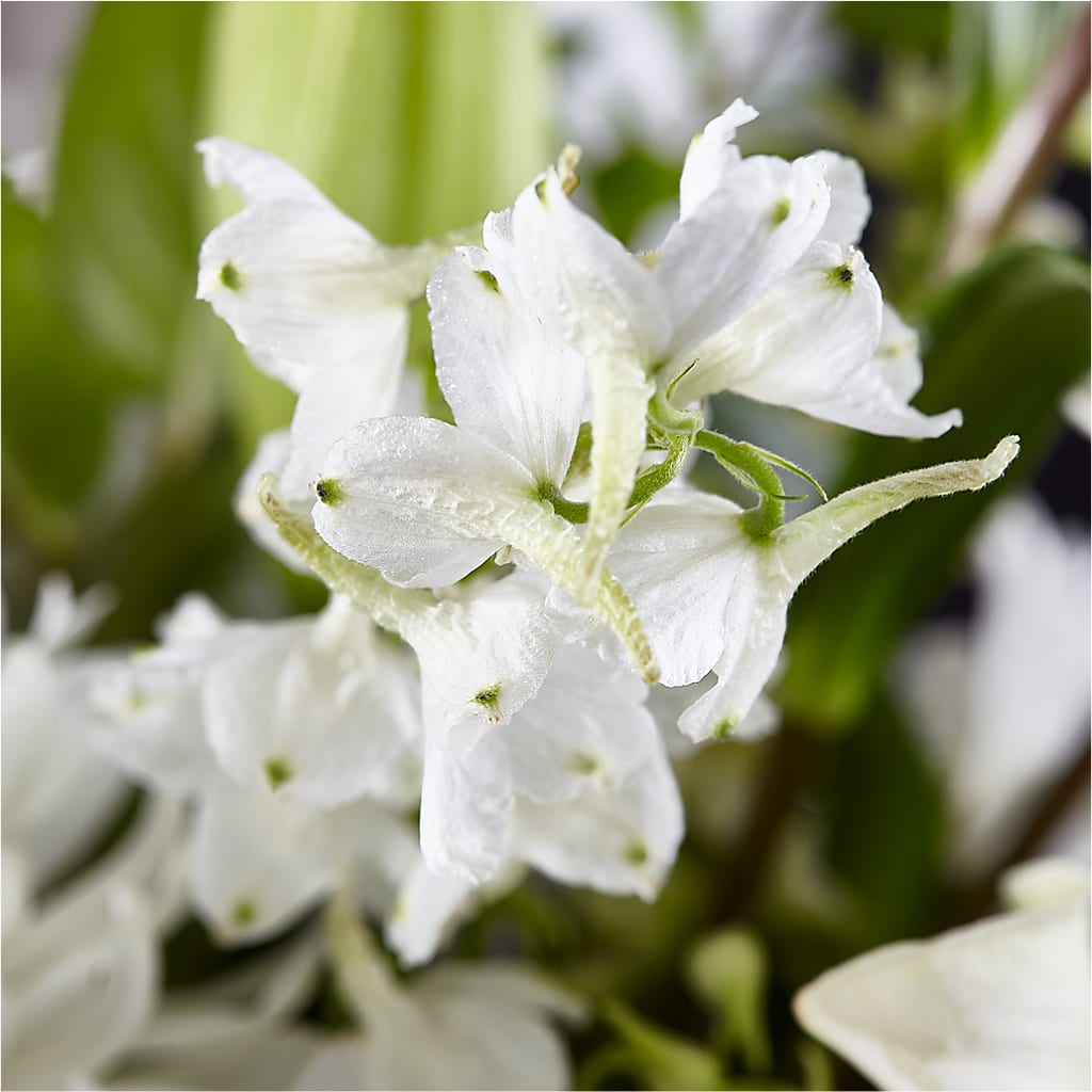 Classic Ivory – A Florist Original –  Floristo Bermeo Ii, Big Lake MN