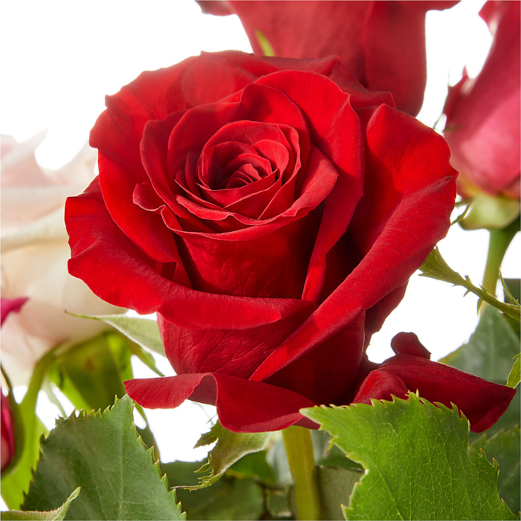 Love Notes Rose Bouquet –  Floristo Bermeo Ii, Big Lake MN